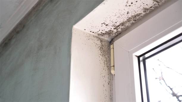 Mold Testing and Removal in Lakeshire, MO
