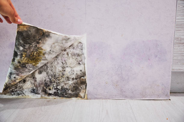 Professional Mold Removal in Lakeshire, MO
